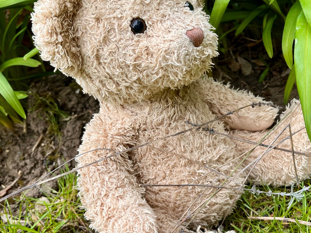 2022 Thirteen – Nests ‘by Bear’